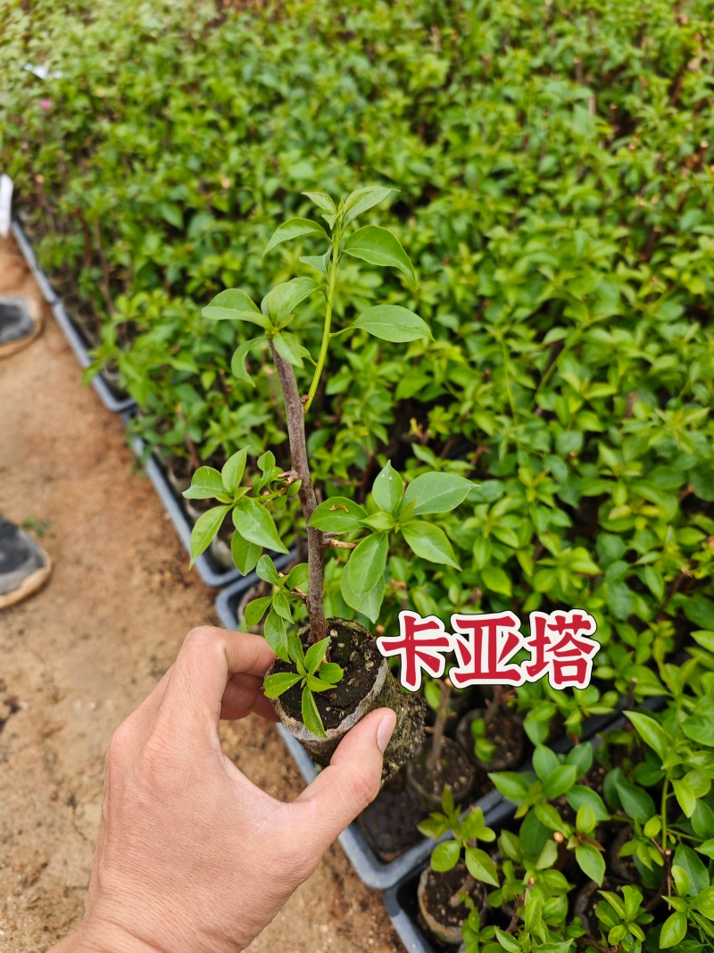 塔紫红樱绿樱三角梅小苗品种齐全福建基地批发