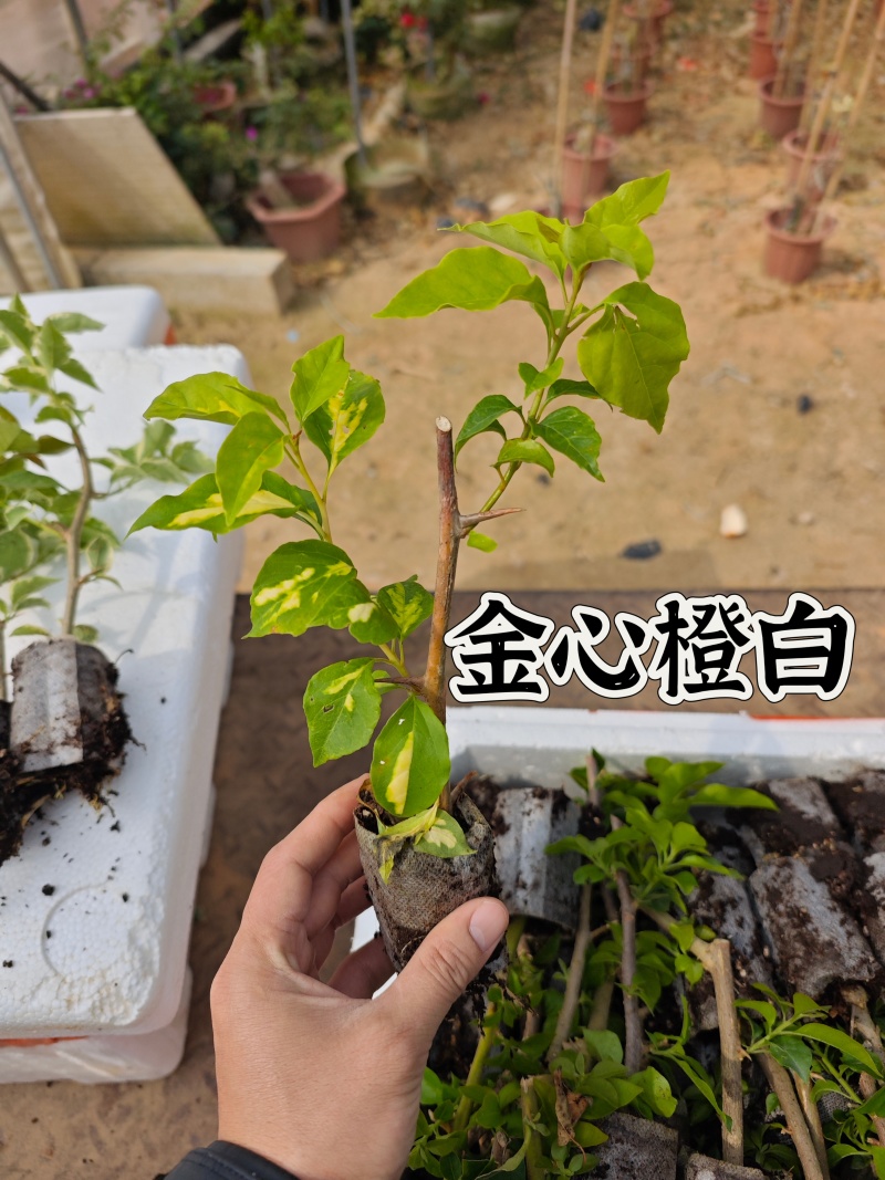 塔紫红樱绿樱三角梅小苗品种齐全福建基地批发