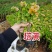 塔紫红樱绿樱三角梅小苗品种齐全福建基地批发