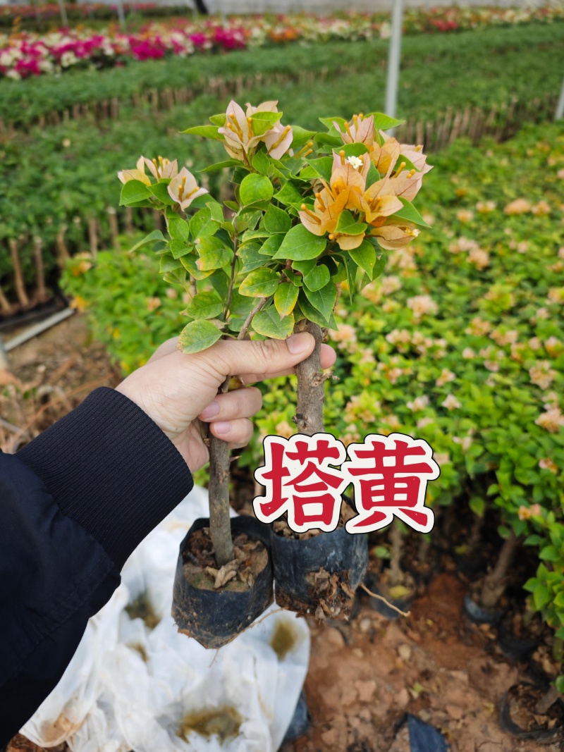 塔紫红樱绿樱三角梅小苗品种齐全福建基地批发