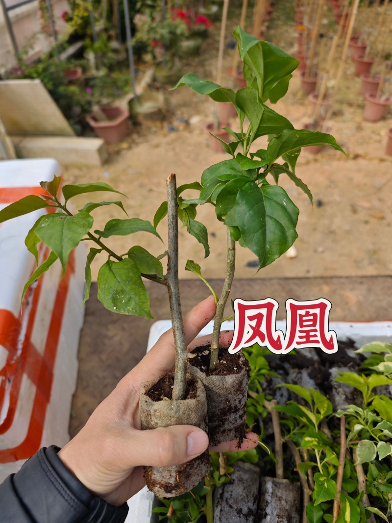 塔紫红樱绿樱三角梅小苗品种齐全福建基地批发
