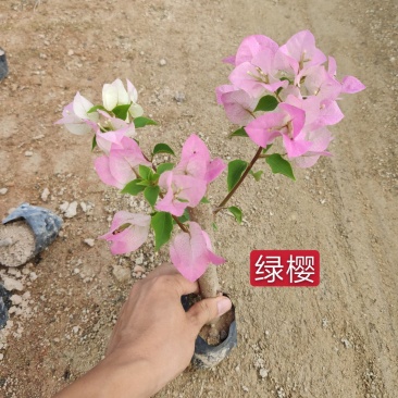 绿樱三角梅小苗盆栽老桩现货供应