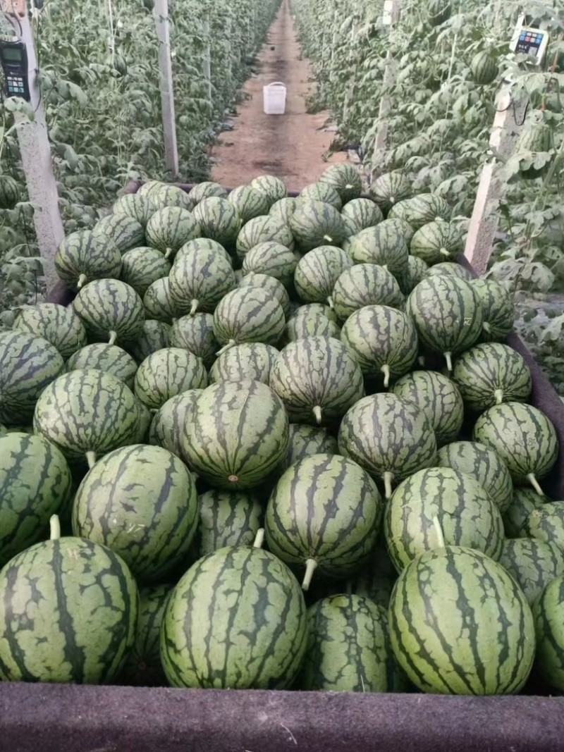 【潍坊】2K小糖丸吊瓜产地直发保质保量，欢迎来电！！！