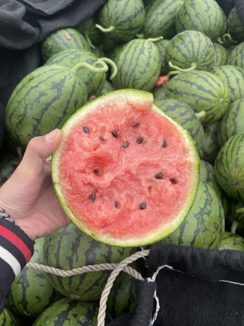 【潍坊】2K小糖丸吊瓜产地直发保质保量，欢迎来电！！！