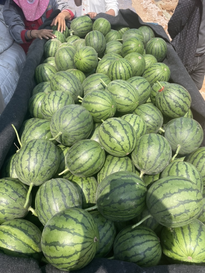 【潍坊】2K小糖丸吊瓜产地直发保质保量，欢迎来电！！！
