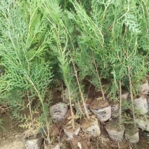 精品侧柏苗，基地直发，全国供货，品质保证，量大从优