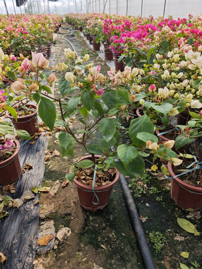 漳红樱三角梅小苗盆栽福建漳州基地