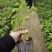 漳红樱三角梅小苗盆栽福建漳州基地