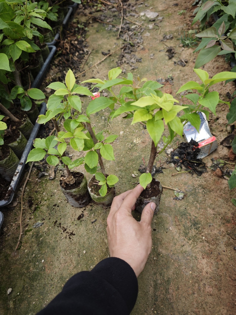 漳红樱三角梅小苗盆栽福建漳州基地
