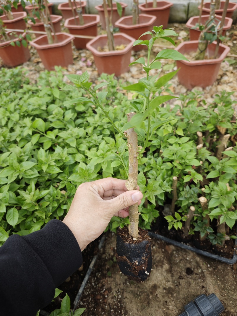 云南紫三角梅小苗盆栽