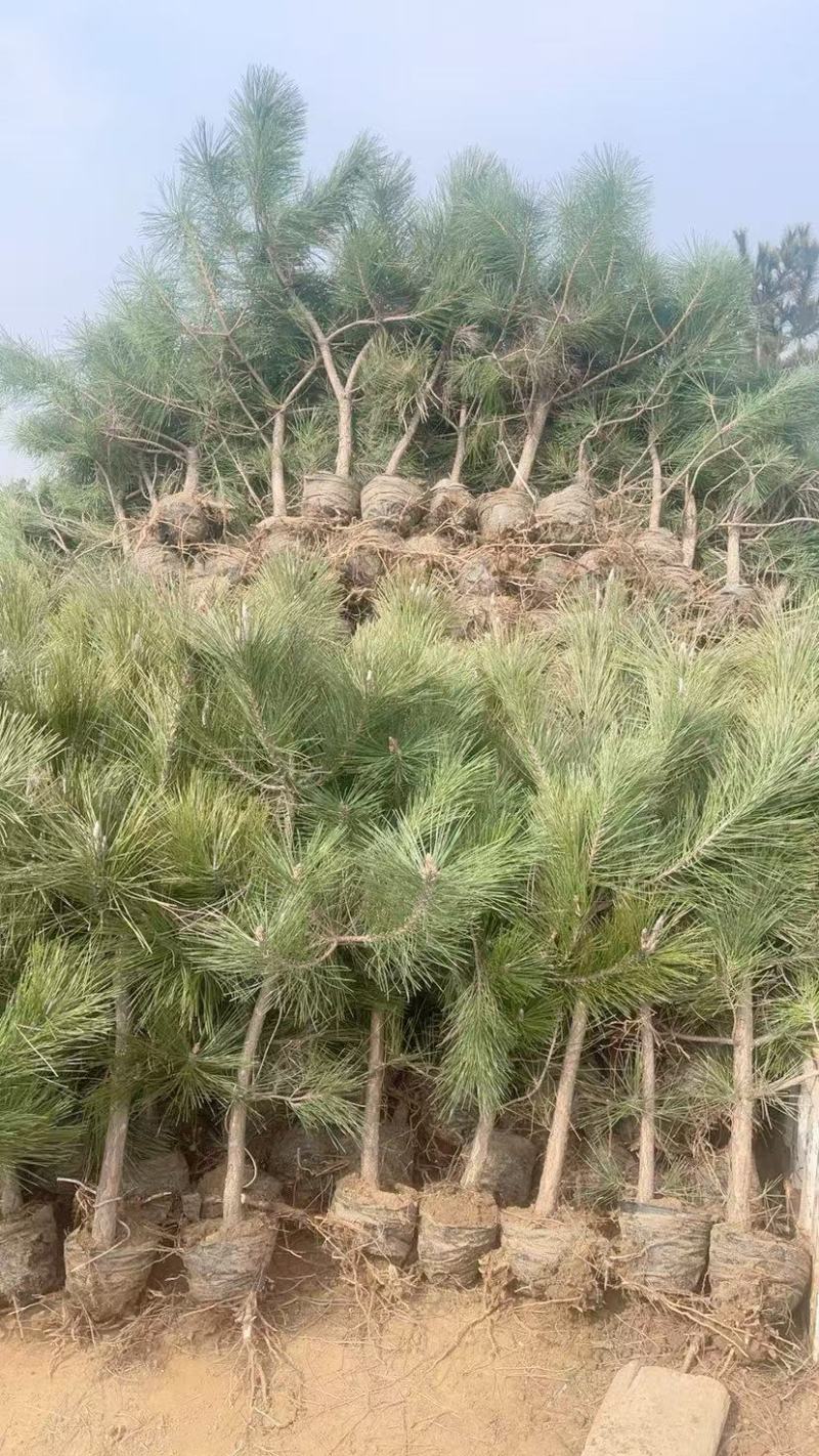 黑松苗杯苗，规格全，品质好，苗圃直发，全国供货，欢迎来