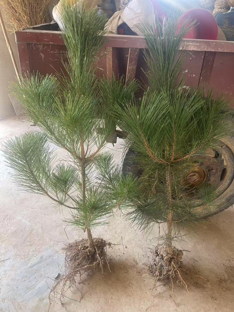 黑松苗杯苗，规格全，品质好，苗圃直发，全国供货，欢迎来