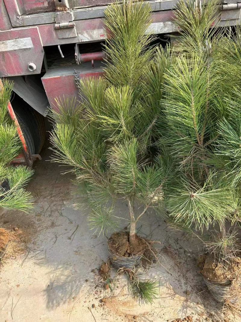黑松苗杯苗，规格全，品质好，苗圃直发，全国供货，欢迎来