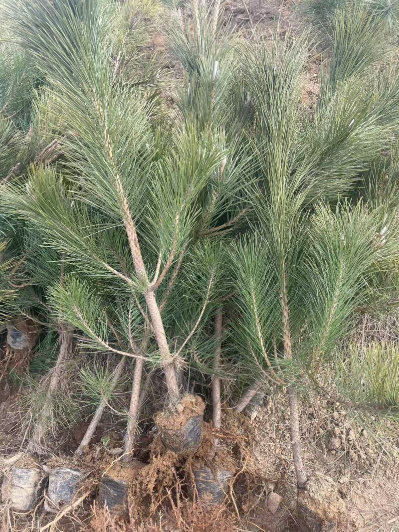 黑松苗杯苗，规格全，品质好，苗圃直发，全国供货，欢迎来