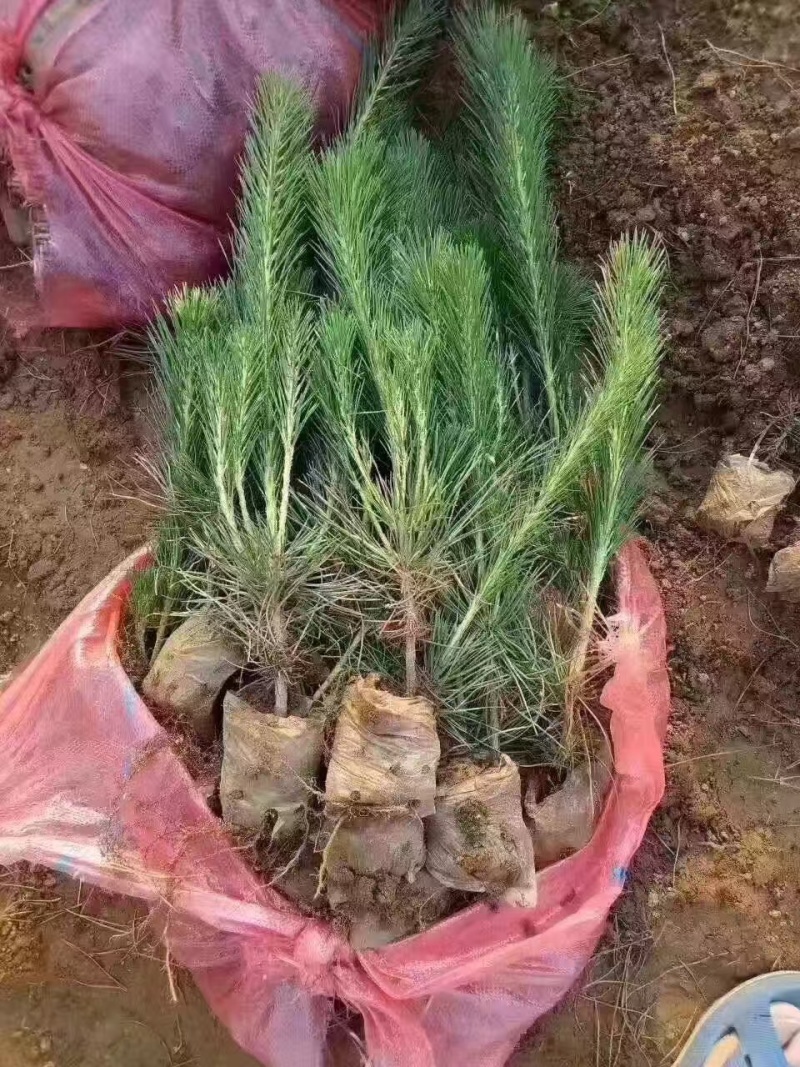 油松小苗大杯苗，各种规格，货源充足，量大从优