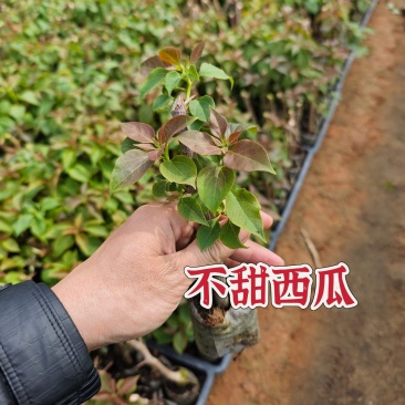 不甜西瓜三角梅小苗