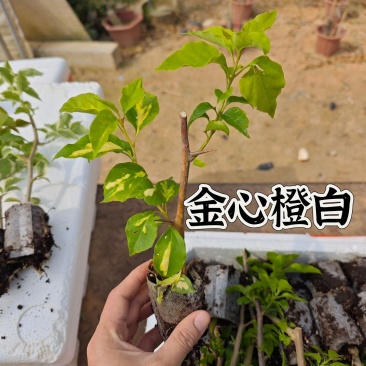金心橙白三角梅小苗
