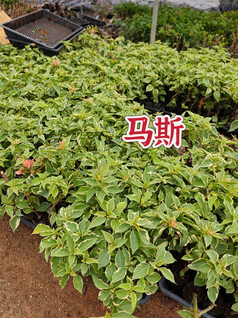 三角梅小苗几十个品种欢迎咨询品种齐全基地发货