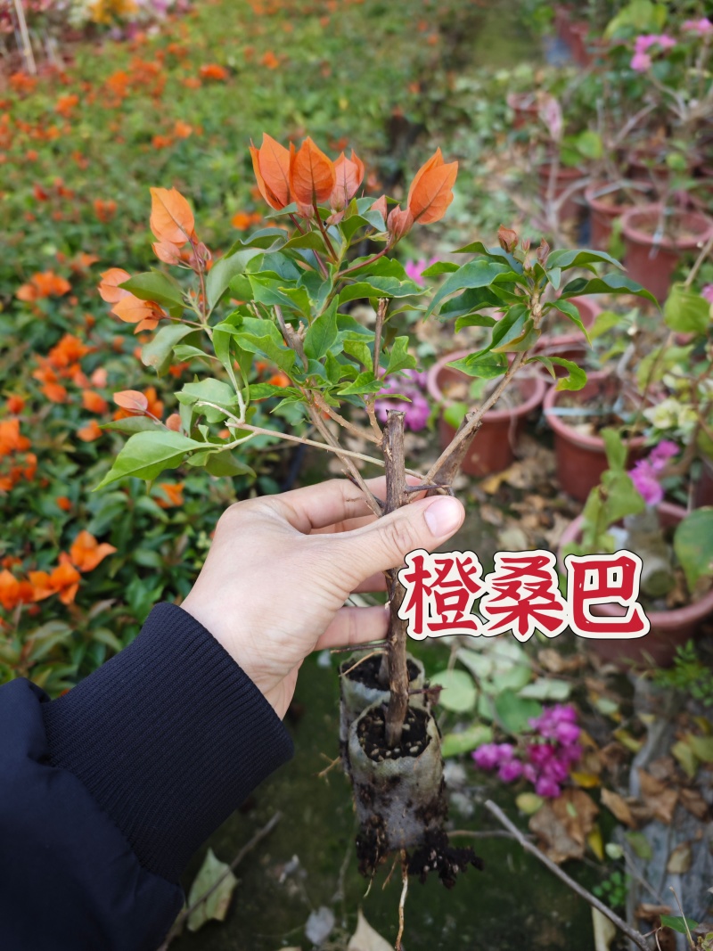 三角梅小苗几十个品种欢迎咨询品种齐全基地发货