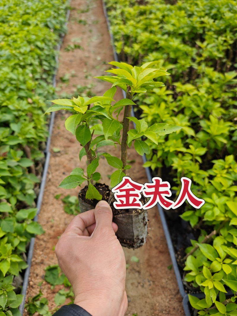 三角梅小苗几十个品种欢迎咨询品种齐全基地发货
