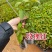 三角梅小苗几十个品种欢迎咨询品种齐全基地发货