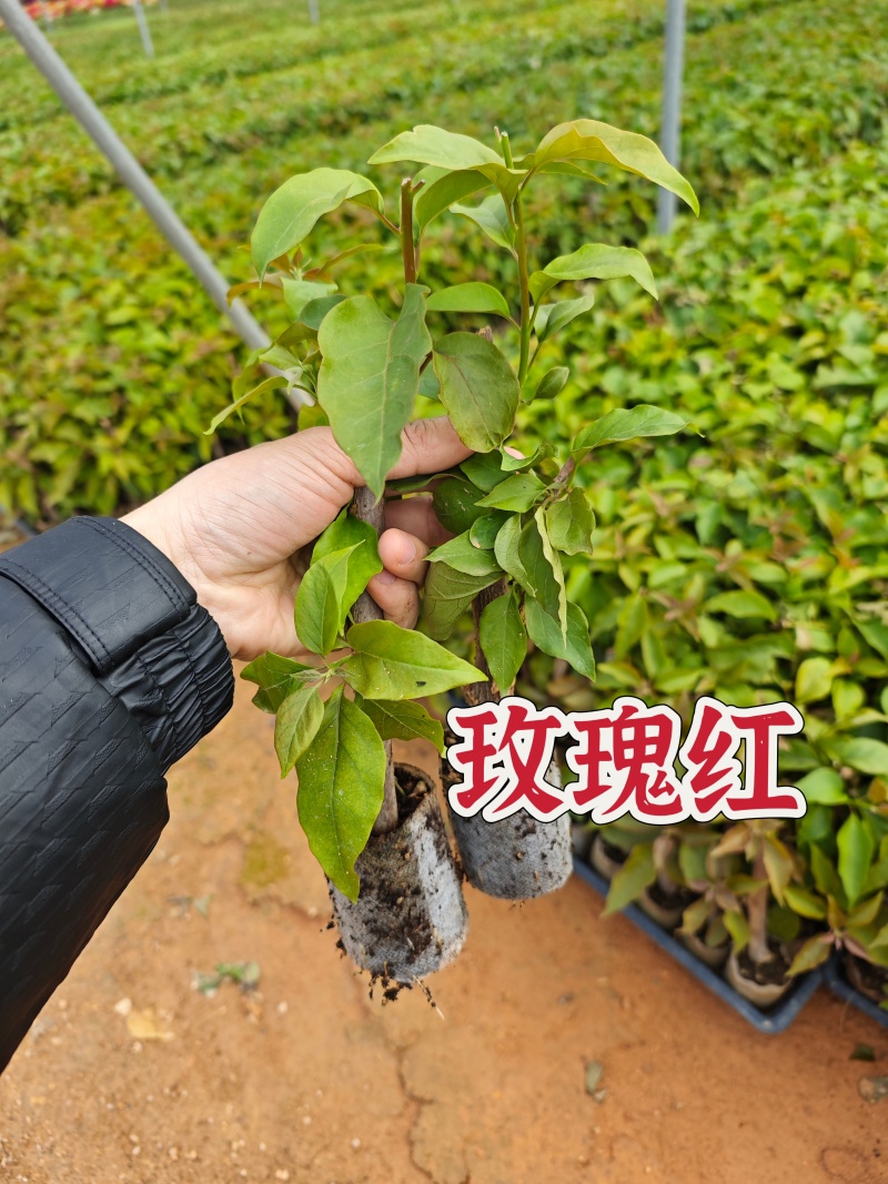 三角梅小苗几十个品种欢迎咨询品种齐全基地发货