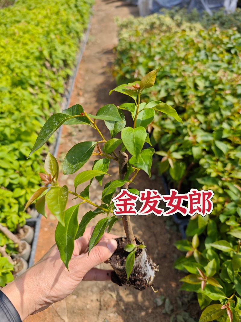 三角梅小苗几十个品种欢迎咨询品种齐全基地发货