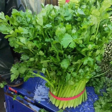 徐州万亩芹菜基地，中小颗，质量保证，代发全国。