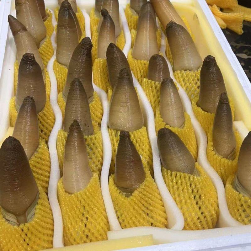 象拔蚌
