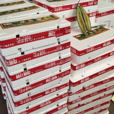 山东田马羊角蜜甜瓜，博洋72，甜甜甜专业代办，代发全国。