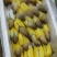 象拔蚌