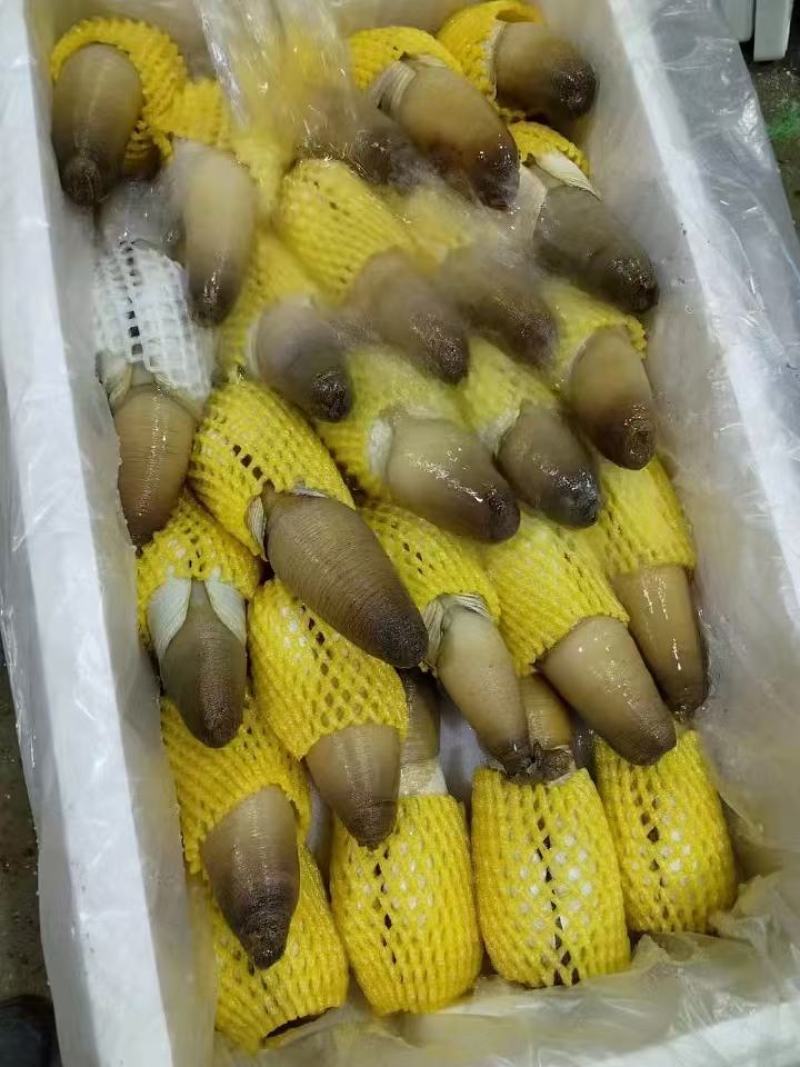 象拔蚌