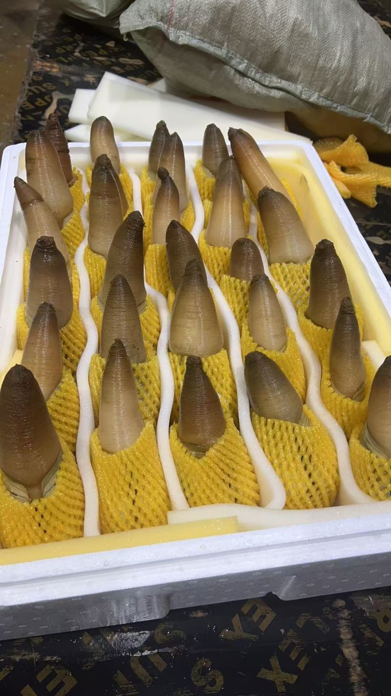 象拔蚌