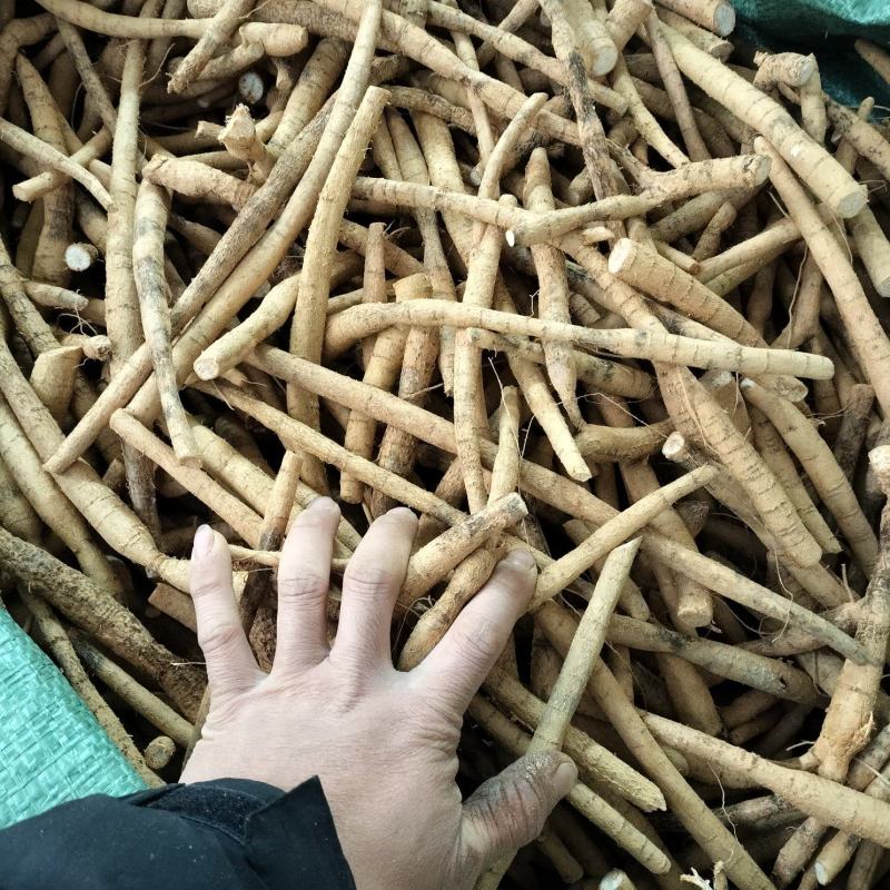 牛大力挖呀挖呀挖，次牛白菜价处理5块一斤每天新鲜开挖。