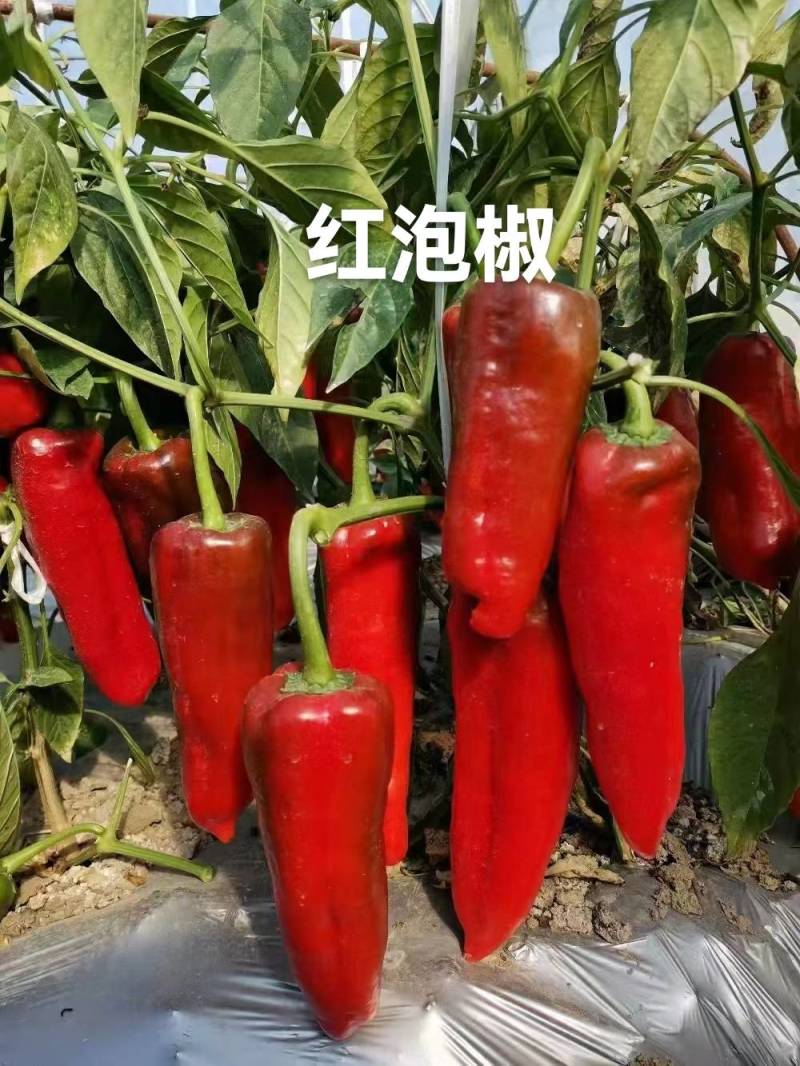 红泡椒山东省聊城市莘县基地直供、货发全国