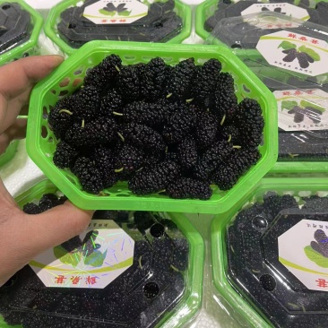 德昌桑葚颗粒饱满口感好产地一手货源整车代发全渠道对接