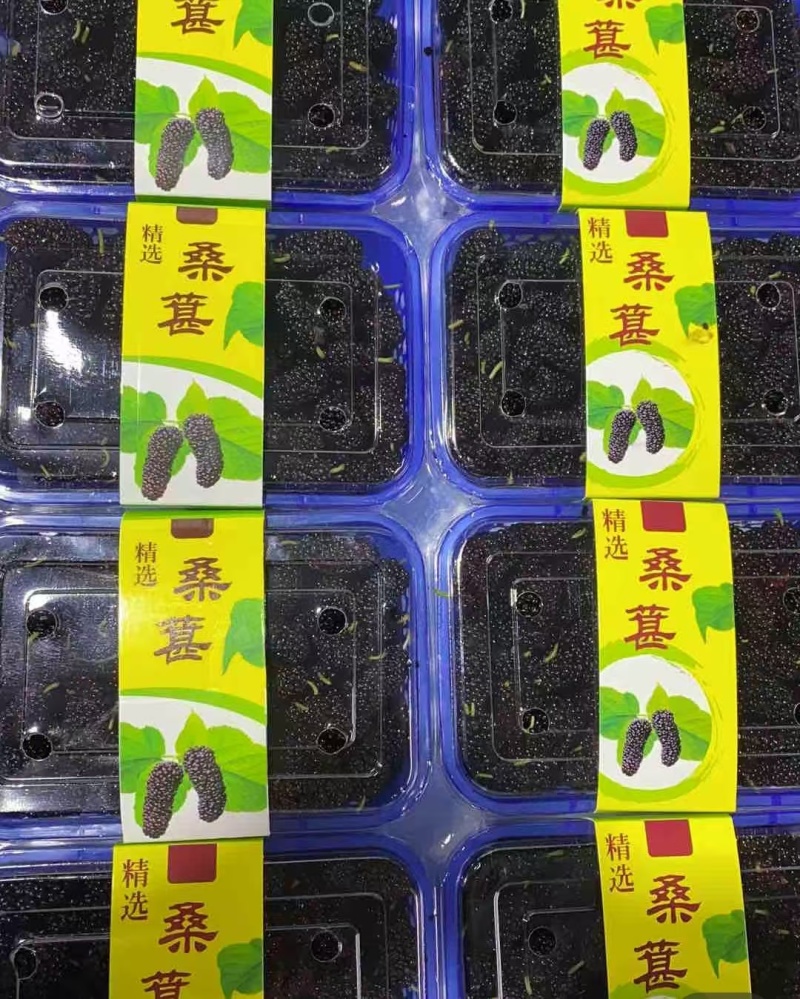 德昌桑葚颗粒饱满口感好产地一手货源整车代发全渠道对接