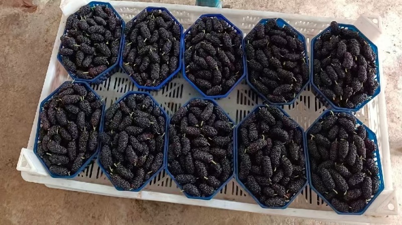 德昌桑葚颗粒饱满口感好产地一手货源整车代发全渠道对接