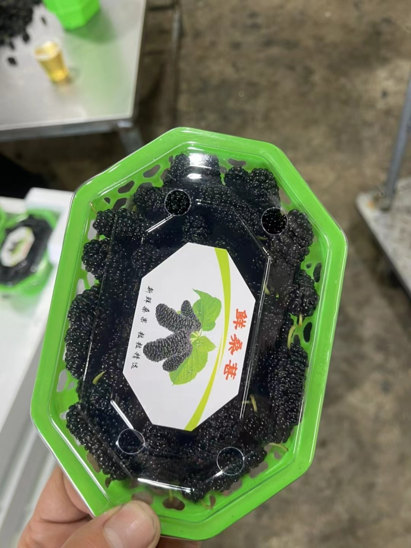 德昌桑葚颗粒饱满口感好产地一手货源整车代发全渠道对接