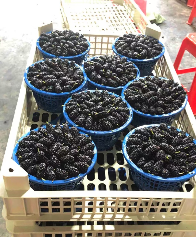 德昌桑葚颗粒饱满口感好产地一手货源整车代发全渠道对接