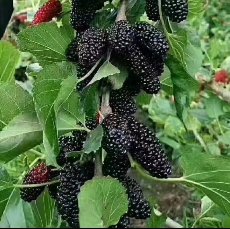 德昌桑葚颗粒饱满口感好产地一手货源整车代发全渠道对接