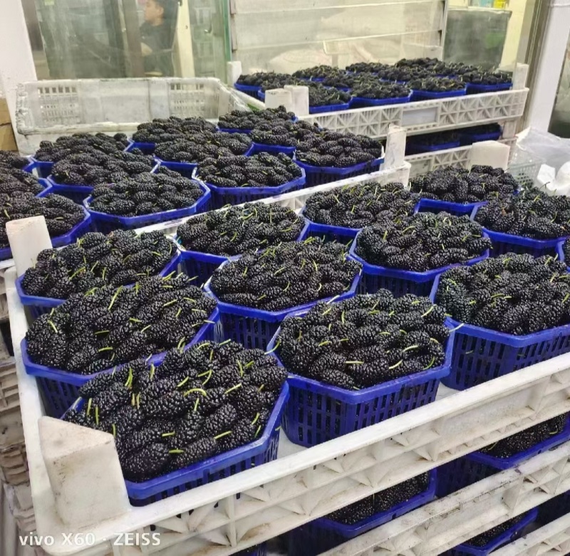 新鲜桑葚产地一手货源代办代发保质保量发货全渠道对接