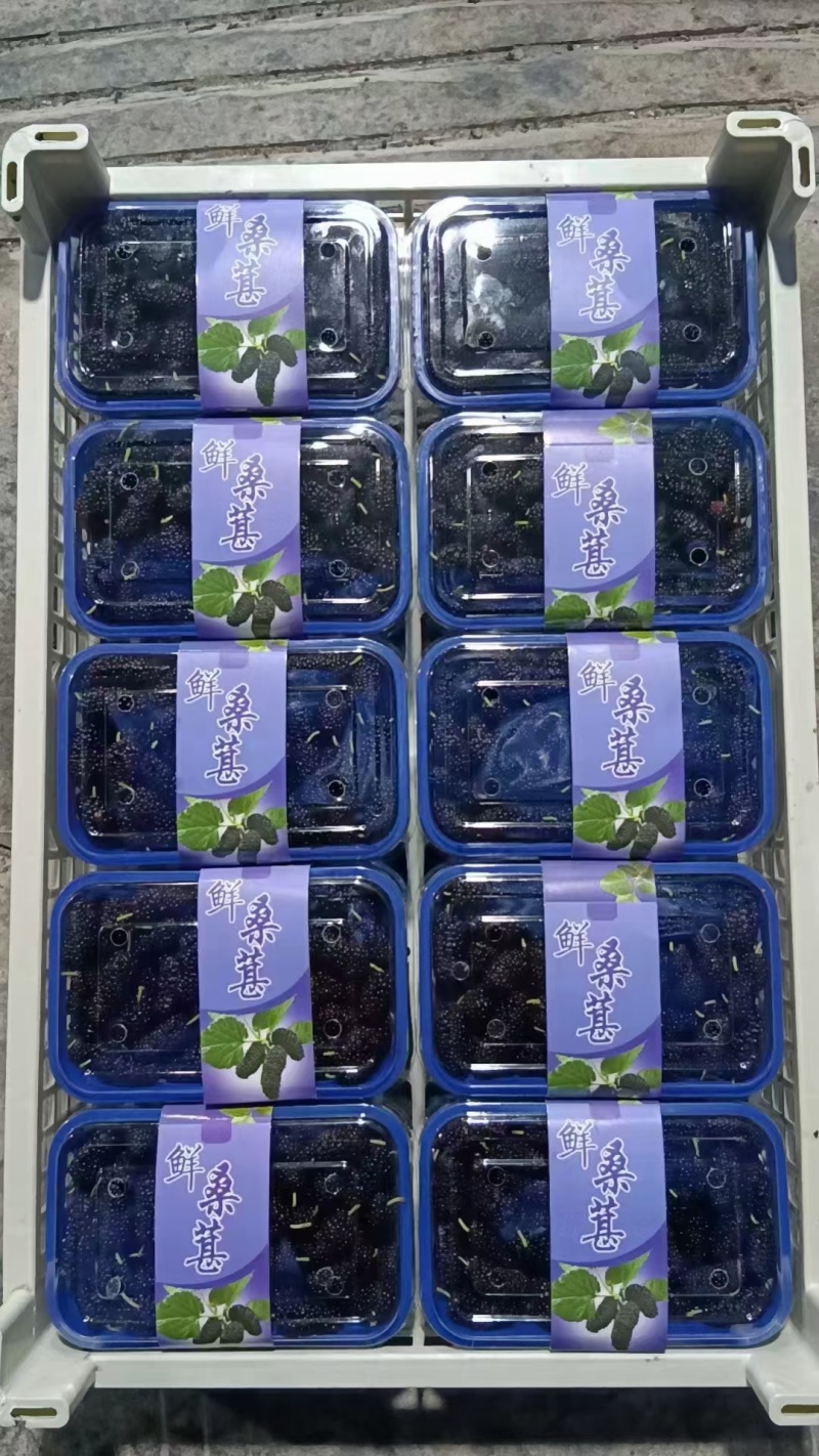 新鲜桑葚产地一手货源代办代发保质保量发货全渠道对接
