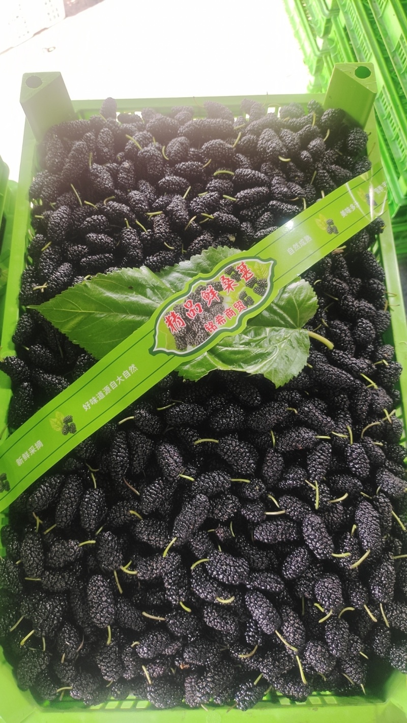 新鲜桑葚产地一手货源代办代发保质保量发货全渠道对接