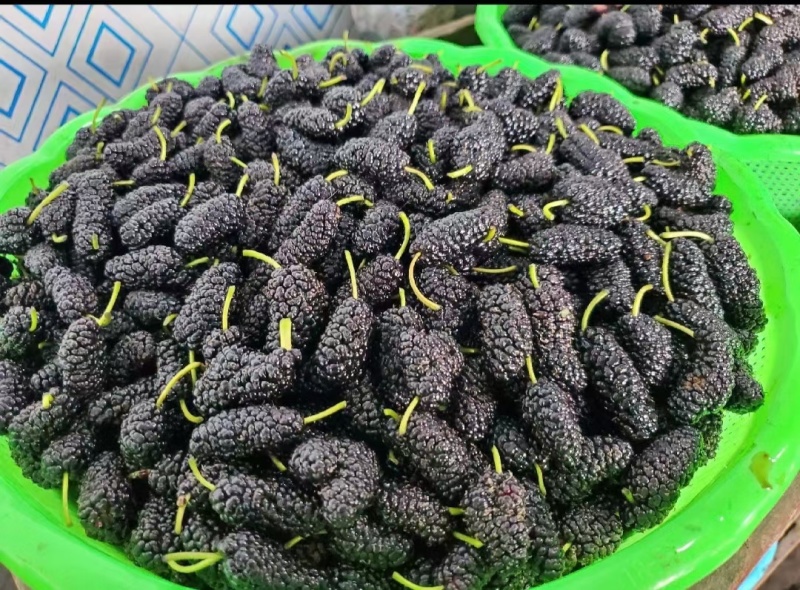 新鲜桑葚产地一手货源代办代发保质保量发货全渠道对接