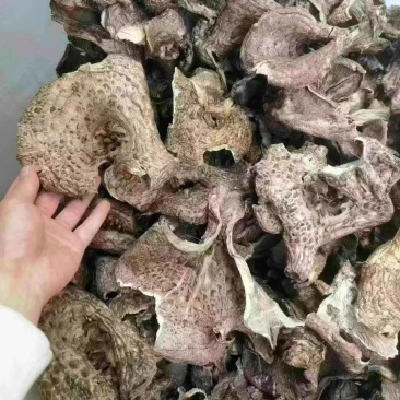 干虎掌菌野生