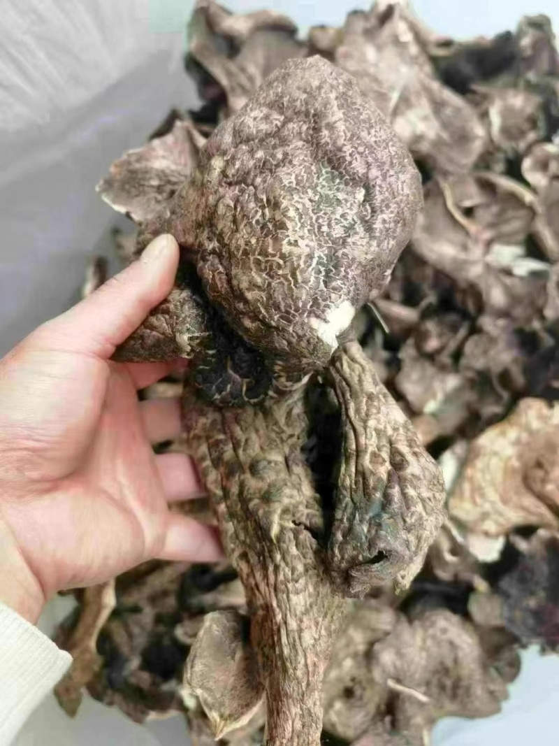 干虎掌菌野生