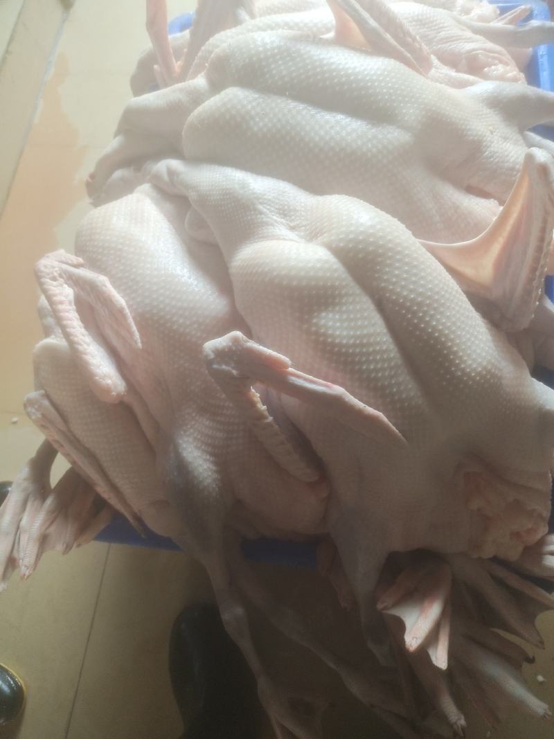 广东清远光鹅