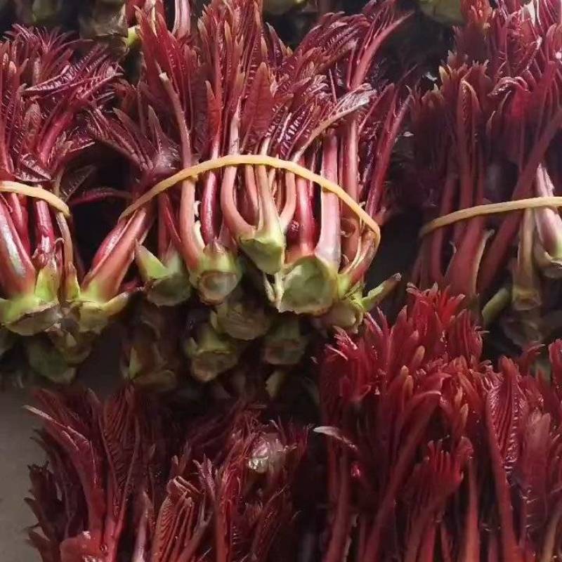 川红陆号精品香椿芽