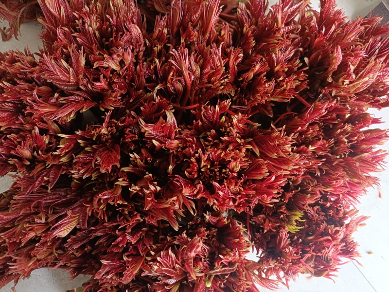 川红陆号精品香椿芽